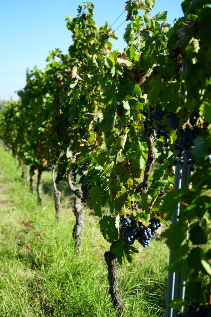 Masseria Spinale Wine Resort 멜피 외부 사진